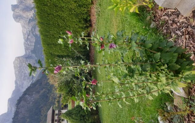 Edelweiss - Photo 15